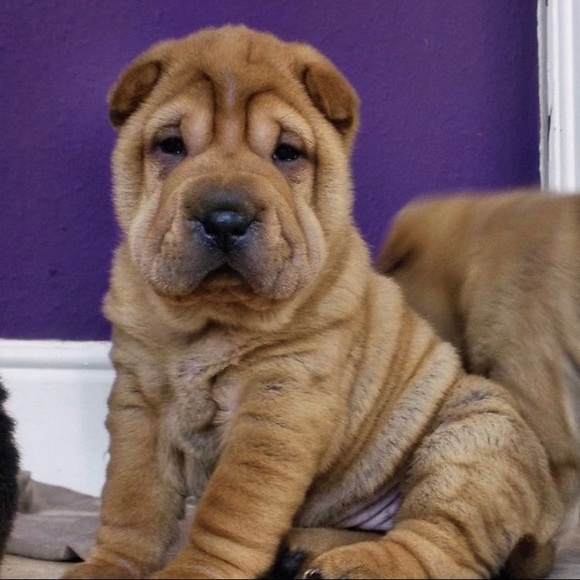 Meet your Posher, Fire - Picture 1 of 1